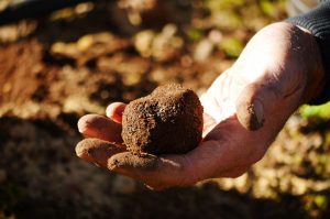 stonebarn truffles